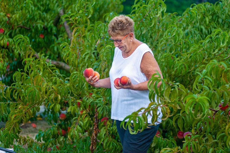 Arms full of Bennett Peaches picked fresh from the tree. 